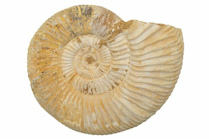 Jurassic Ammonite (Perisphinctes) Fossil - Madagascar #218815